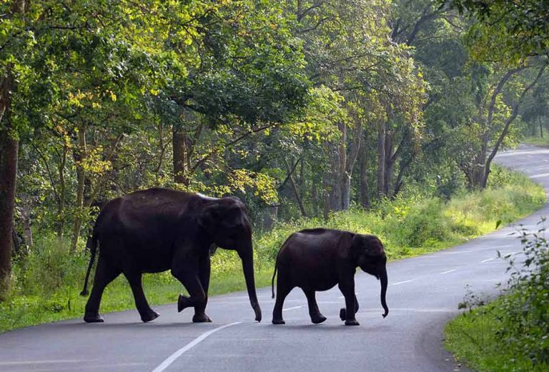 elephent cross